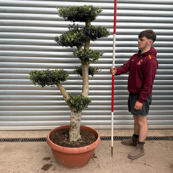 Super Specimen Cloud Olive Fruit Tree in our Bowl Format 17734