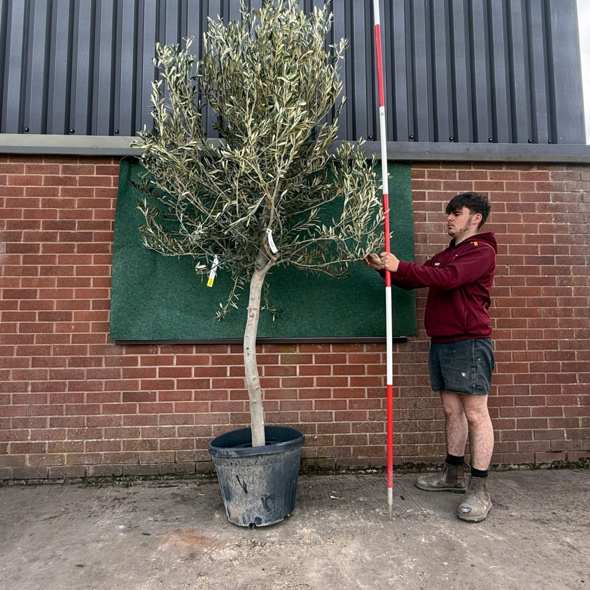 The Windsor Mature Olive Fruit Tree 17751