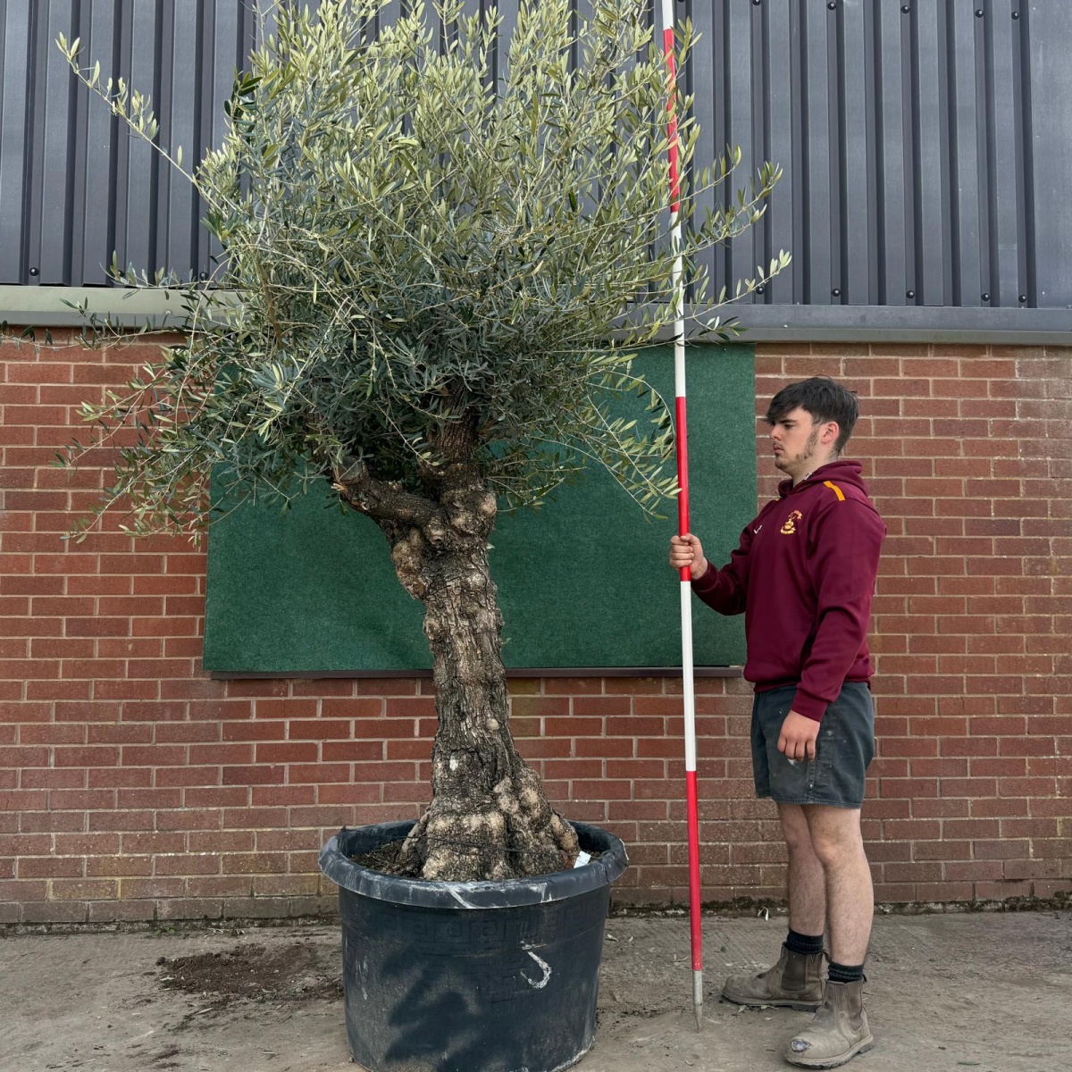 Fabulous Specimen Olive Fruit Tree 17764