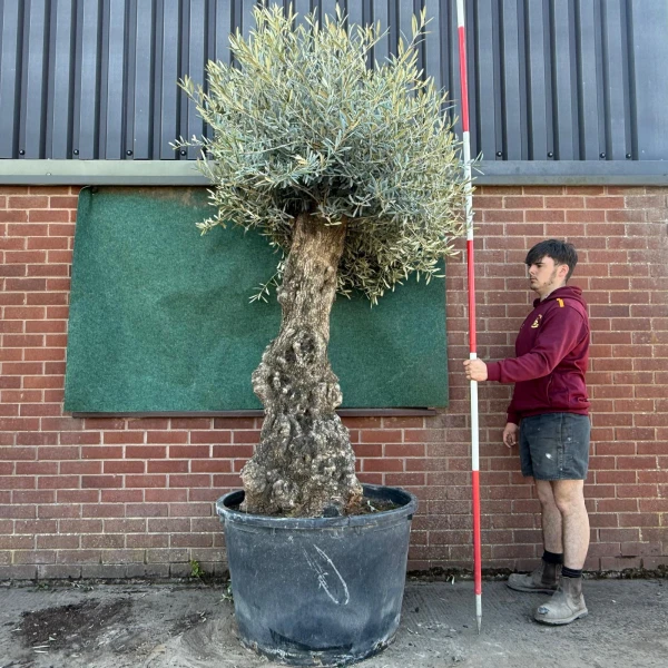 Wonderful Specimen Olive Fruit Tree 17768