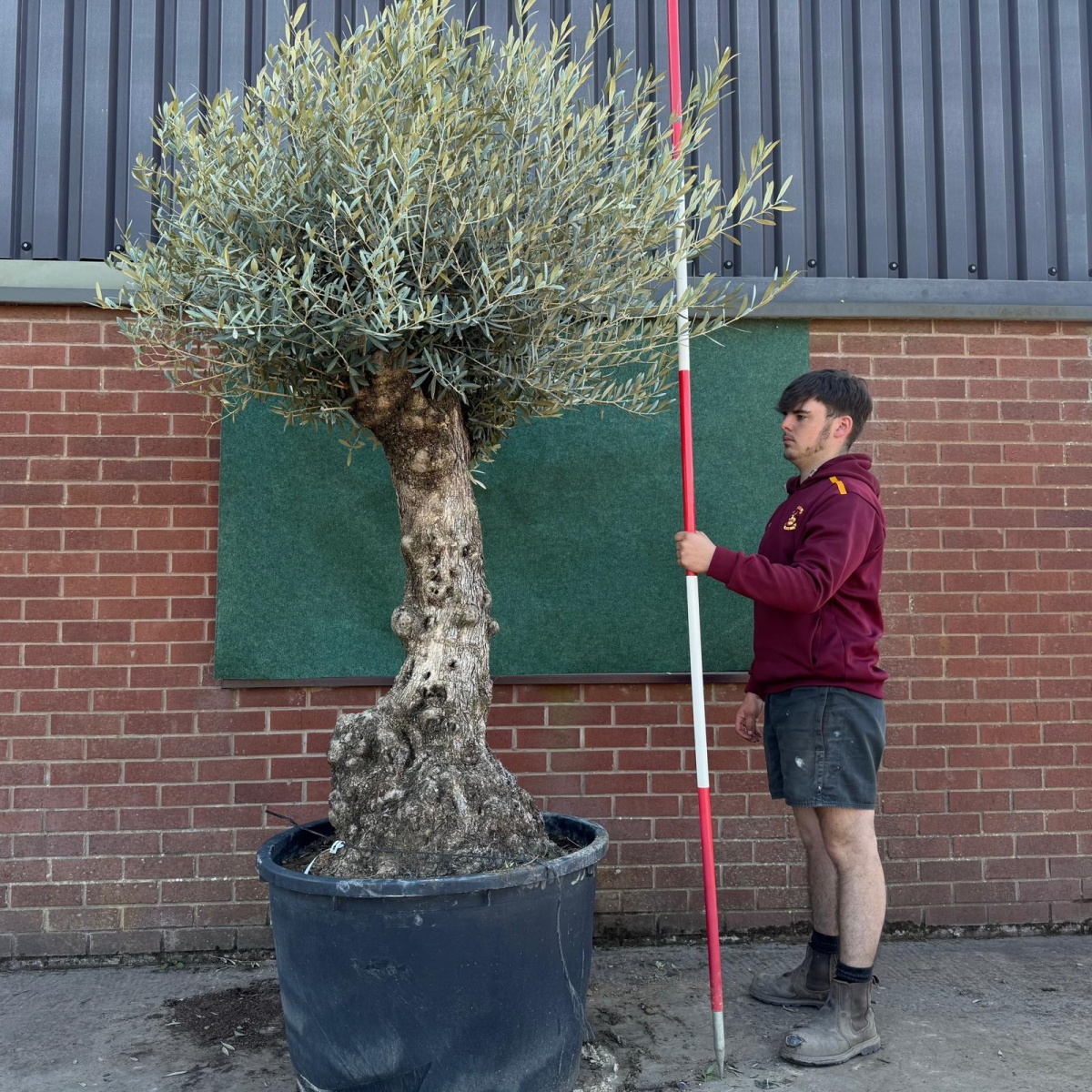 Wonderful Specimen Olive Fruit Tree 17769