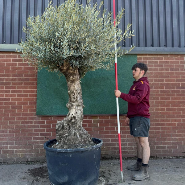 Wonderful Specimen Olive Fruit Tree 17769