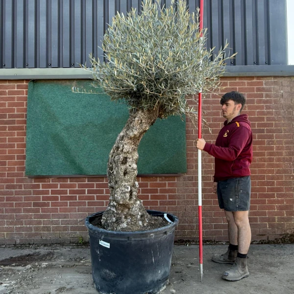 Characterful Windswept Specimen Olive Fruit Tree 17771