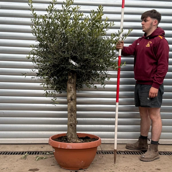 Super Mature Olive Fruit Tree in Our Bowl Format 17781