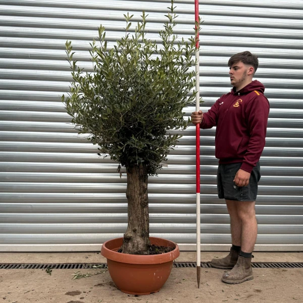 Super Mature Olive Fruit Tree in Our Bowl Format 17782