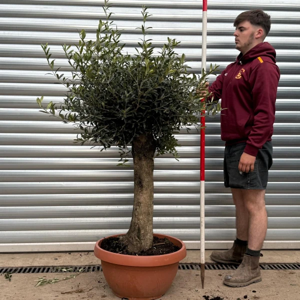 Super Mature Olive Fruit Tree in Our Bowl Format 17783