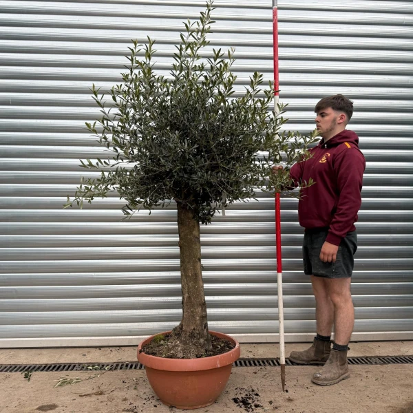 Super Mature Olive Fruit Tree in Our Bowl Format 17784