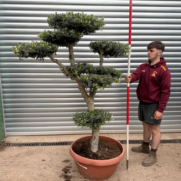 Super Specimen Cloud Olive Fruit Tree in our Bowl Format 17785