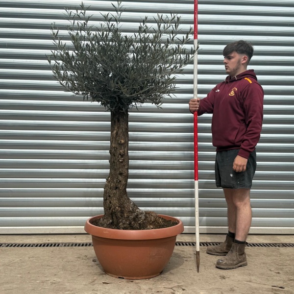 Super Old Specimen Olive Fruit Tree in our Bowl Format 18613