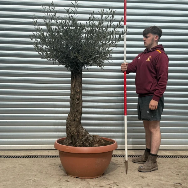 Super Old Specimen Olive Fruit Tree in our Bowl Format 18613