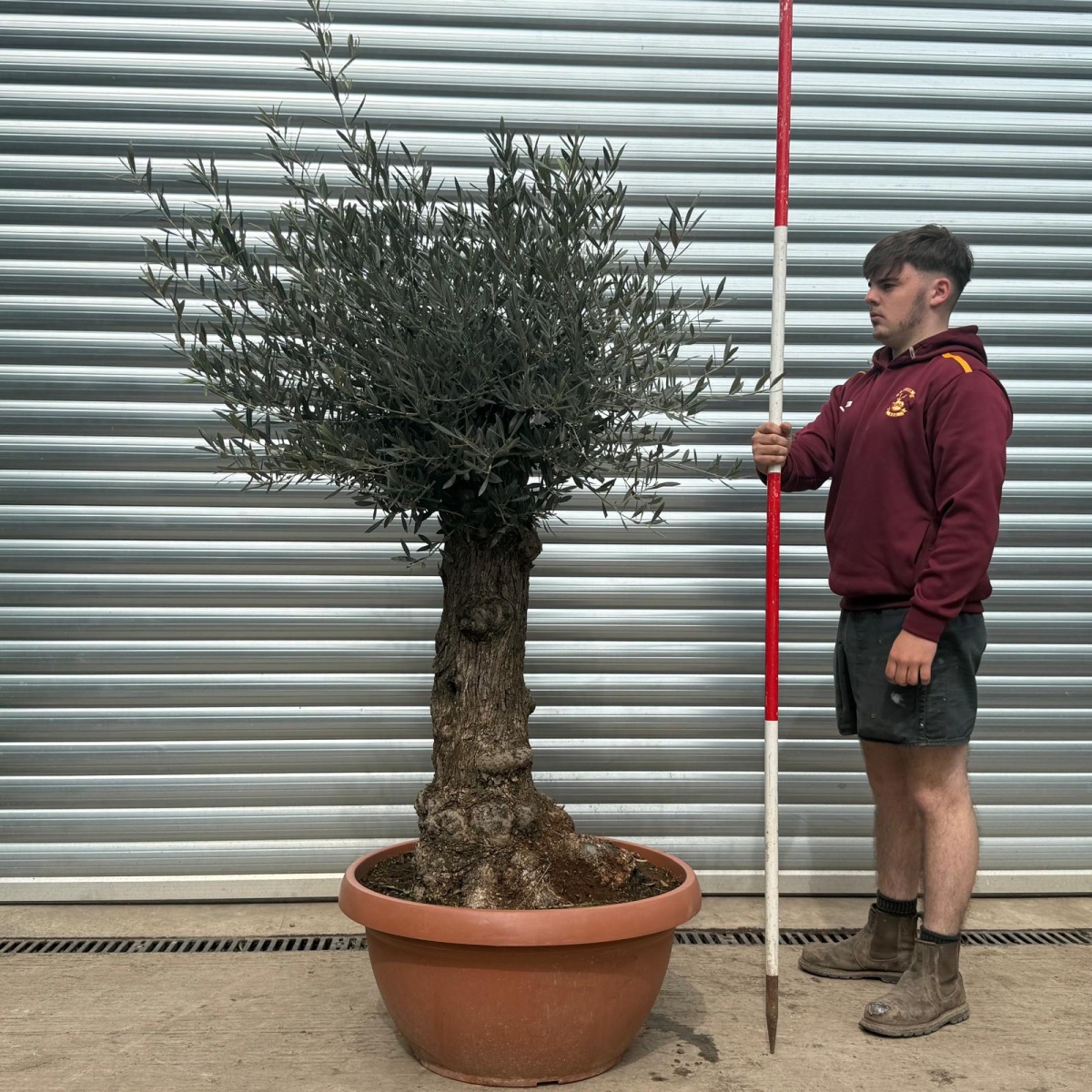Super Old Specimen Olive Fruit Tree in our Bowl Format 18614