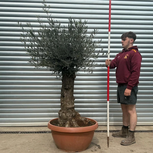 Super Old Specimen Olive Fruit Tree in our Bowl Format 18614
