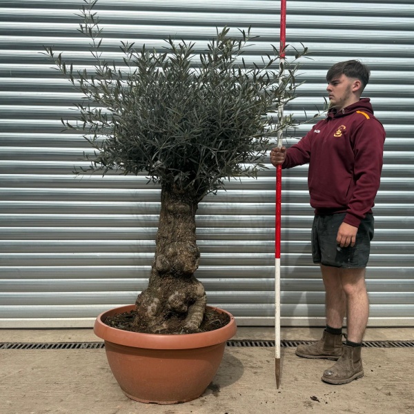 Super Old Specimen Olive Fruit Tree in our Bowl Format 18615