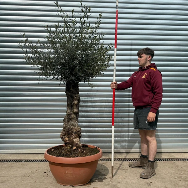 Super Old Specimen Olive Fruit Tree in our Bowl Format 18618