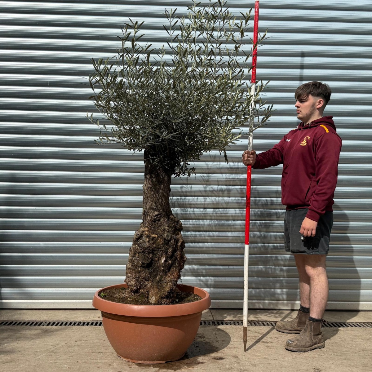 Super Old Specimen Olive Fruit Tree in our Bowl Format 18622