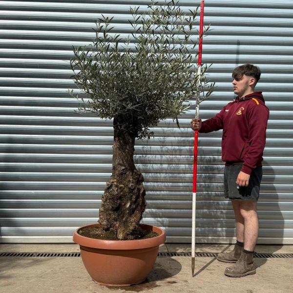 Super Old Specimen Olive Fruit Tree in our Bowl Format 18622