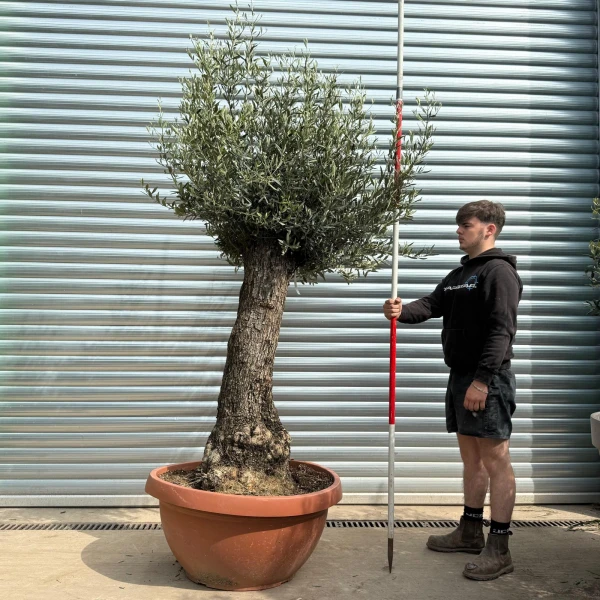 Wonderful Ancient Specimen Olive Fruit Tree in our Bowl Format 18625