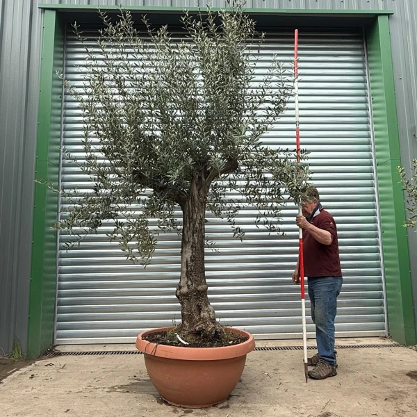 Lovely Branched Specimen Olive Fruit Tree in our Bowl Format 18630