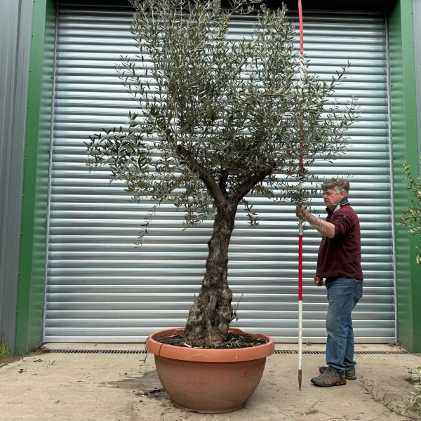 Lovely Branched Specimen Olive Fruit Tree in our Bowl Format 18631