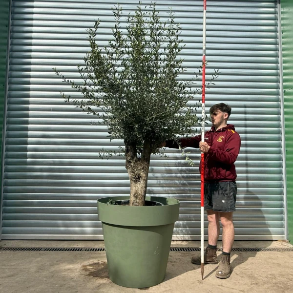 Characterful Mature Olive Fruit Tree Specimen with our Italian Resin Olive Green Pot 18632v