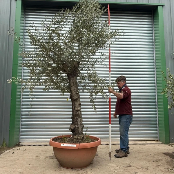 Lovely Specimen Olive Fruit Tree in our Bowl Format 18633