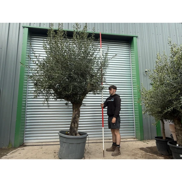 Wonderful Branched Specimen Olive Fruit Tree 18646