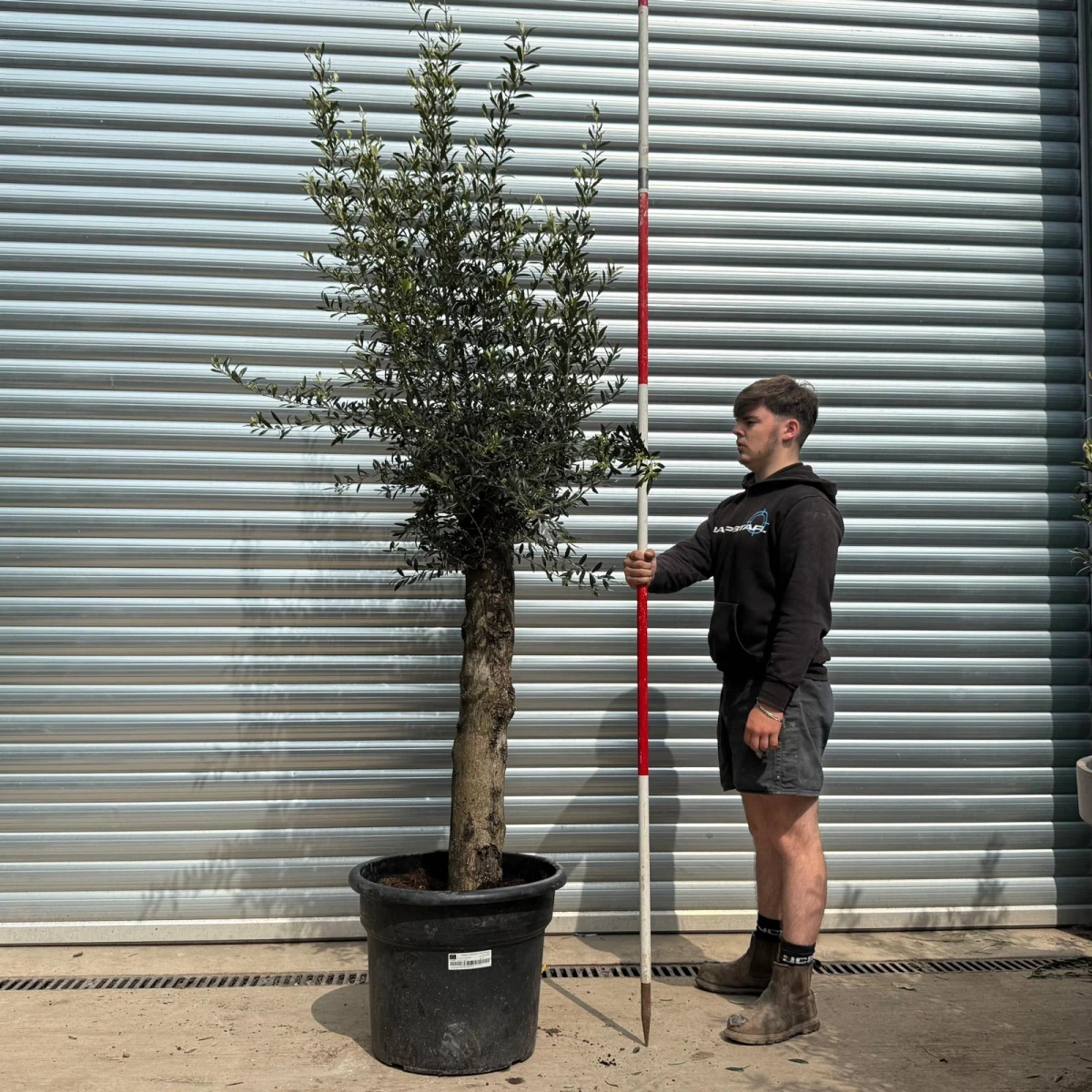 Characterful Mature Olive Fruit Tree Specimen 18660