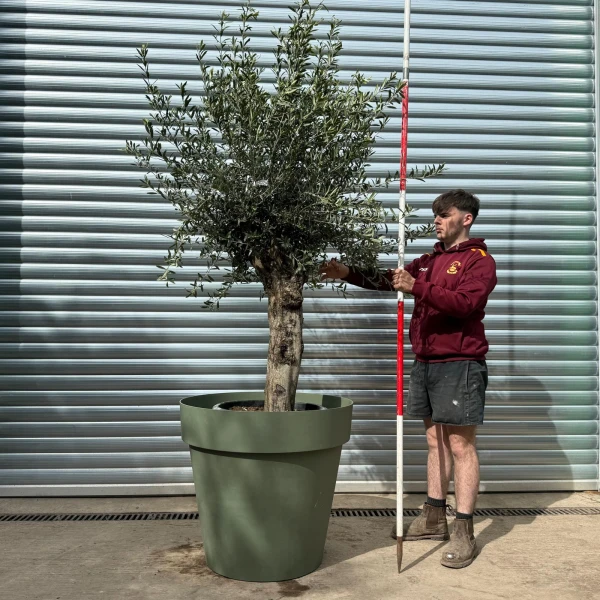 Characterful Mature Olive Fruit Tree Specimen with our Italian Resin Olive Green Pot 18664v