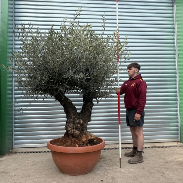 Exceptional Forked Old Specimen Olive Fruit Tree in our Bowl Format 18665