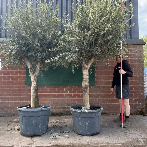 Stunning DUO of Forked Mature Olive Fruit Tree Specimens 18667 68