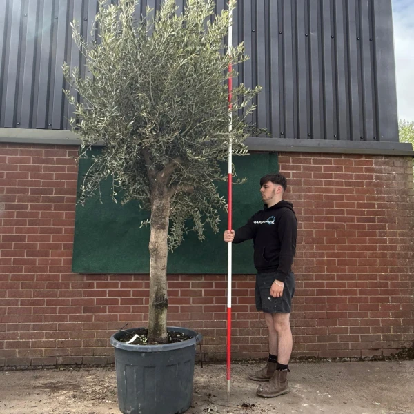 Super Strong Mature Olive Fruit Tree Specimen 18670
