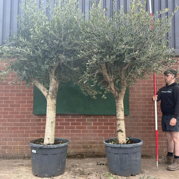 Stunning PAIR of Forked Mature Olive Fruit Tree Specimens 18672 73