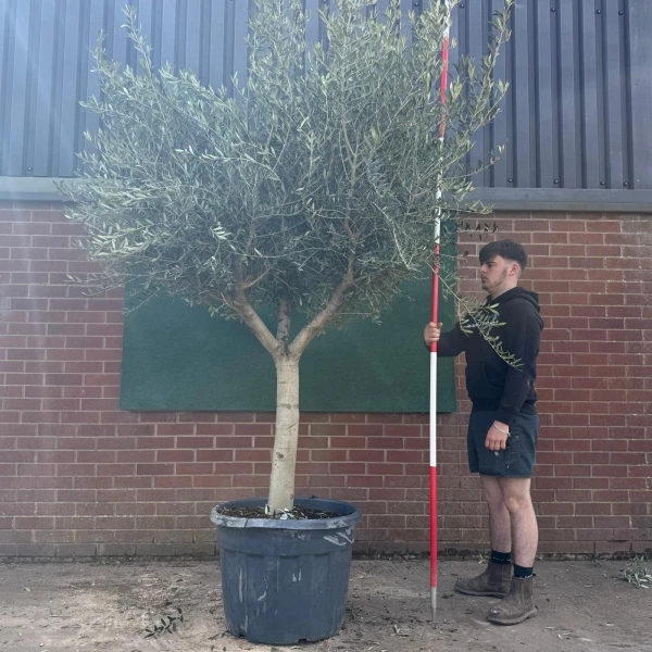 Super Branched Mature Olive Fruit Tree Specimen 18674