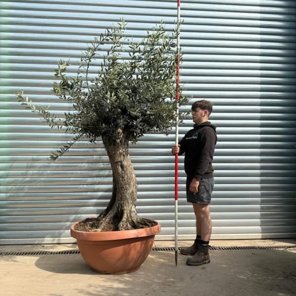 Super Ancient Specimen Olive Fruit Tree in our Bowl Format 18685