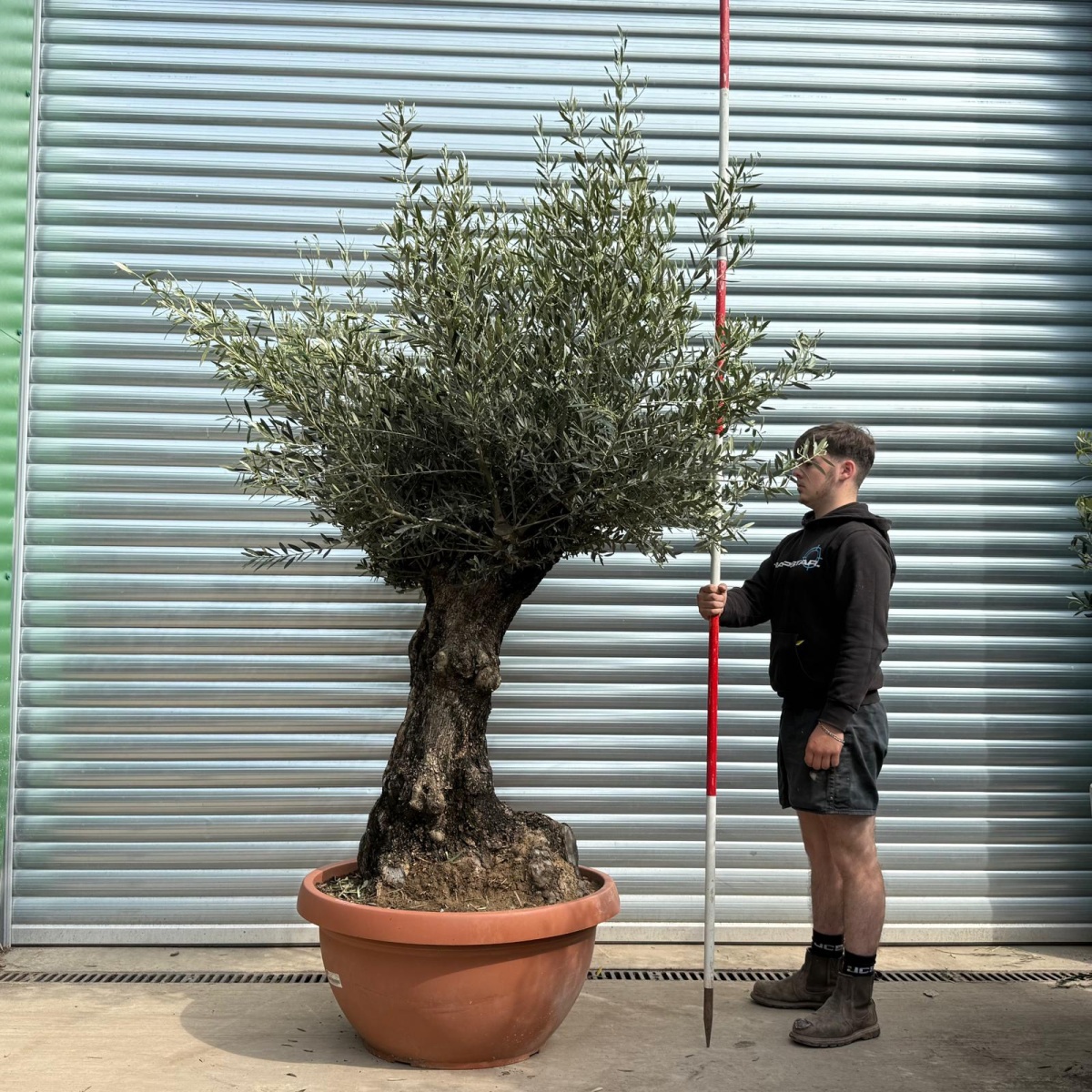 Beautiful Ancient Specimen Olive Fruit Tree in our Bowl Format 18687