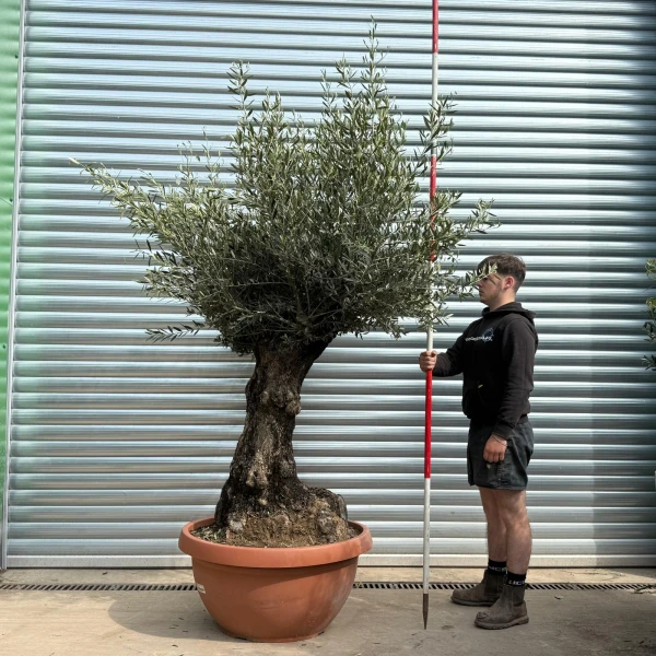 Beautiful Ancient Specimen Olive Fruit Tree in our Bowl Format 18687