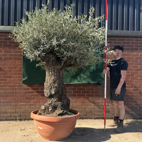 Lovely Ancient Specimen Olive Fruit Tree in our Bowl Format 18758