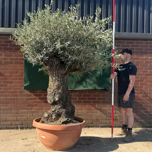Lovely Ancient Specimen Olive Fruit Tree in our Bowl Format 18758