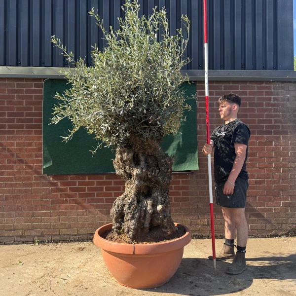 Lovely Ancient Specimen Olive Fruit Tree in our Bowl Format 18759