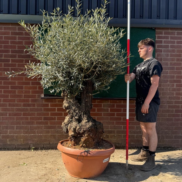 Lovely Ancient Specimen Olive Fruit Tree in our Bowl Format 18760