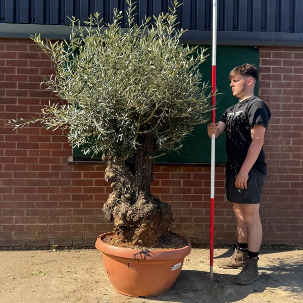 Lovely Ancient Specimen Olive Fruit Tree in our Bowl Format 18760