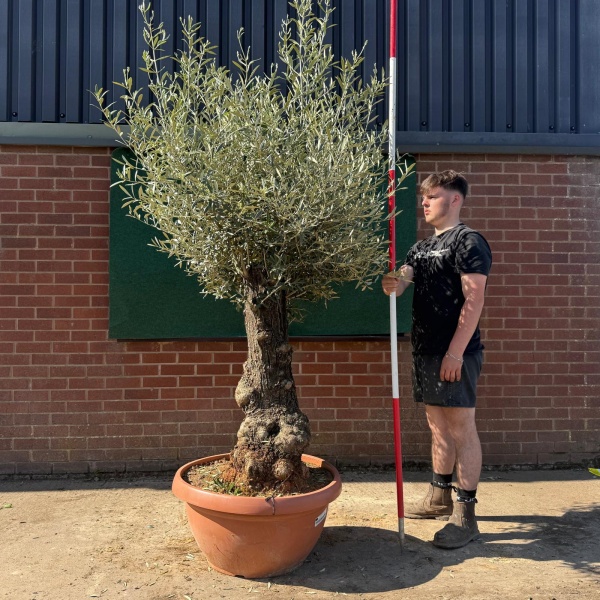 Lovely Ancient Specimen Olive Fruit Tree in our Bowl Format 18762