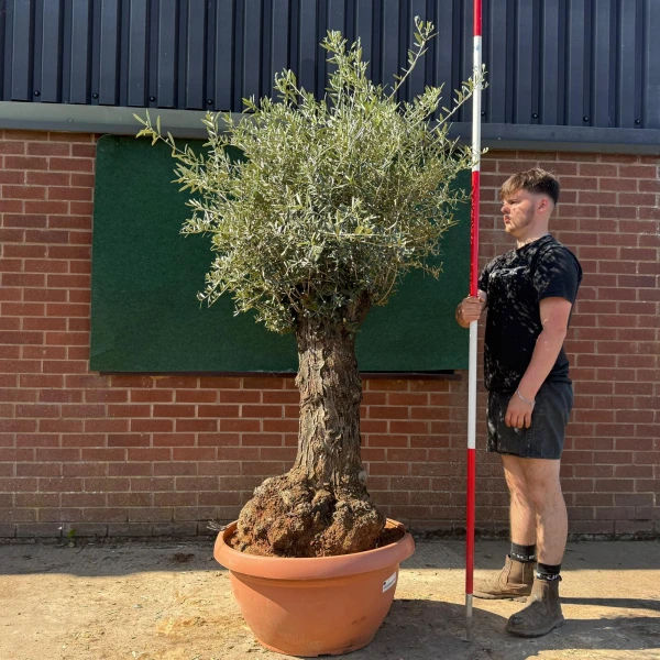 Lovely Ancient Specimen Olive Fruit Tree in our Bowl Format 18763