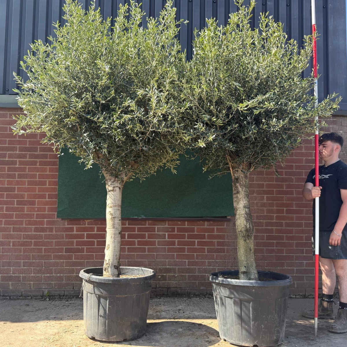 Stunning PAIR of Mature Olive Fruit Tree Specimens 18765 66