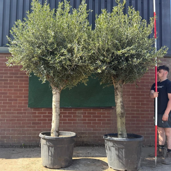 Stunning PAIR of Mature Olive Fruit Tree Specimens 18765 66