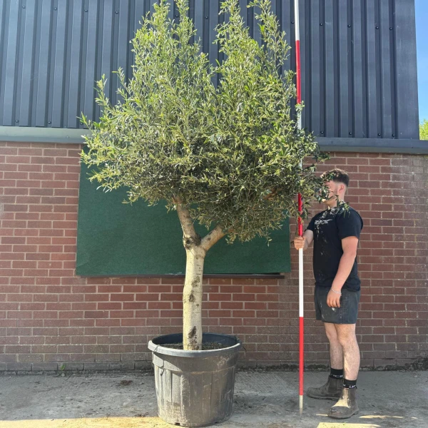 Super Forked Mature Olive Fruit Tree Specimens 18768
