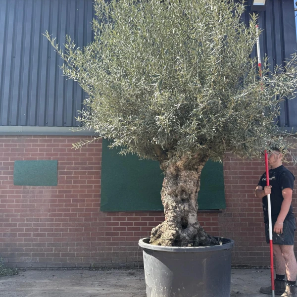 Stunning Ancient Specimen Olive Fruit Tree 18769
