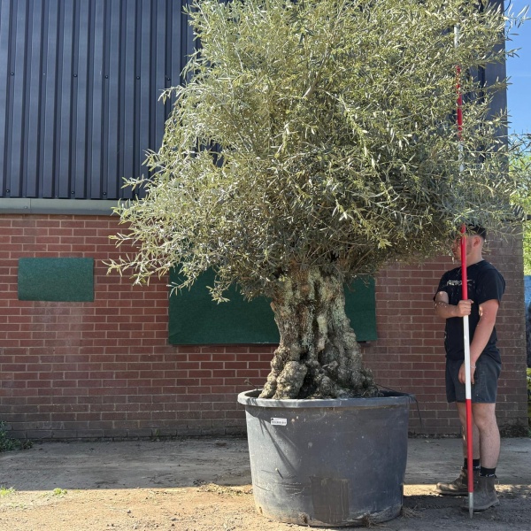Amazing Ancient Specimen Olive Fruit Tree 18827
