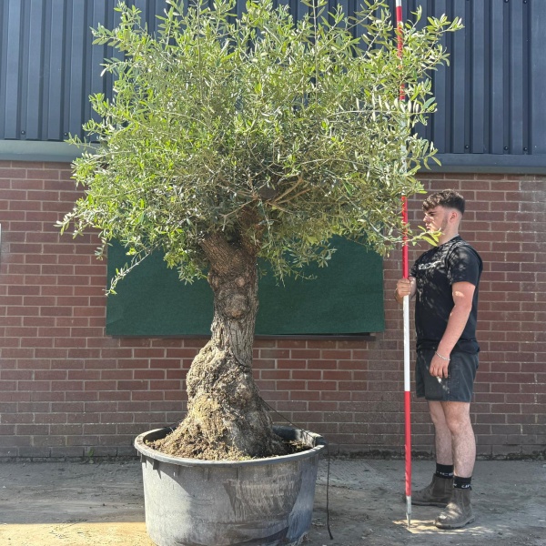 Wonderful Branched Ancient Specimen Olive Fruit Tree 18828