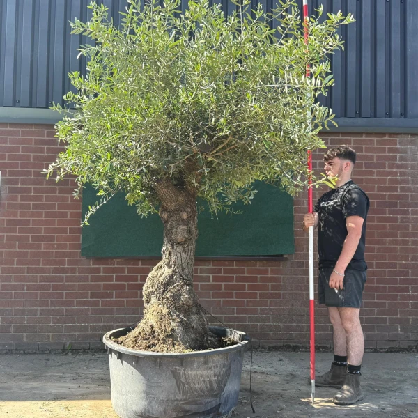Wonderful Branched Ancient Specimen Olive Fruit Tree 18828